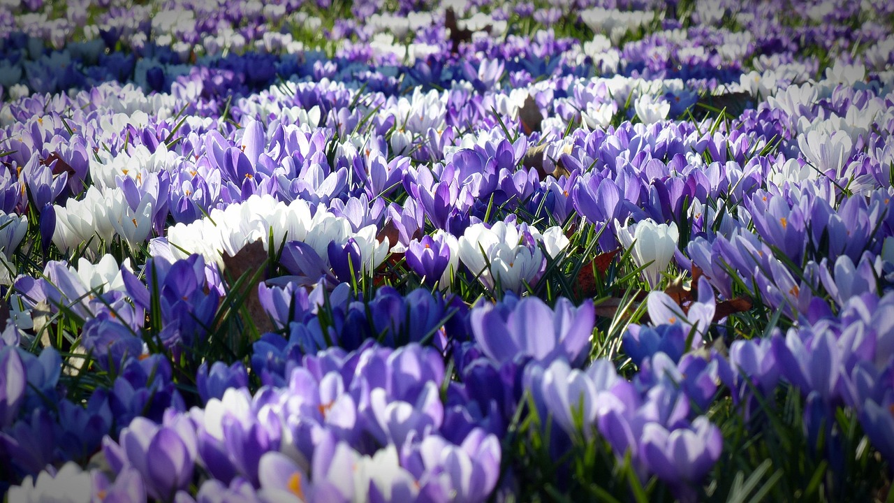 Vivid pastel blooms enliven summer garden