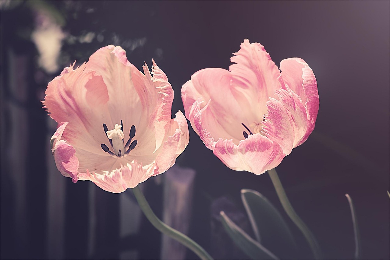 Pastel delight: vibrant summer garden hues