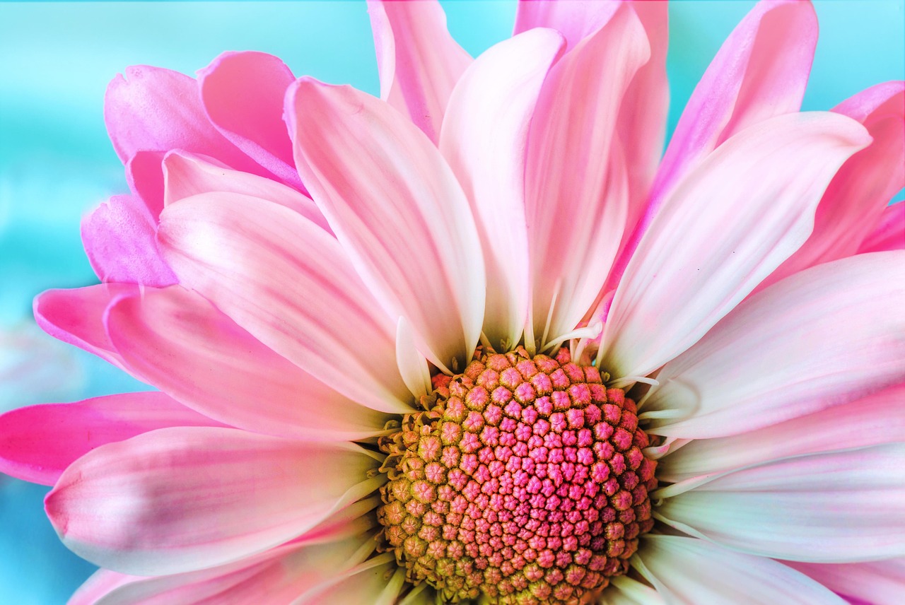 Colorful summer flowers arranged in a decorative garden.