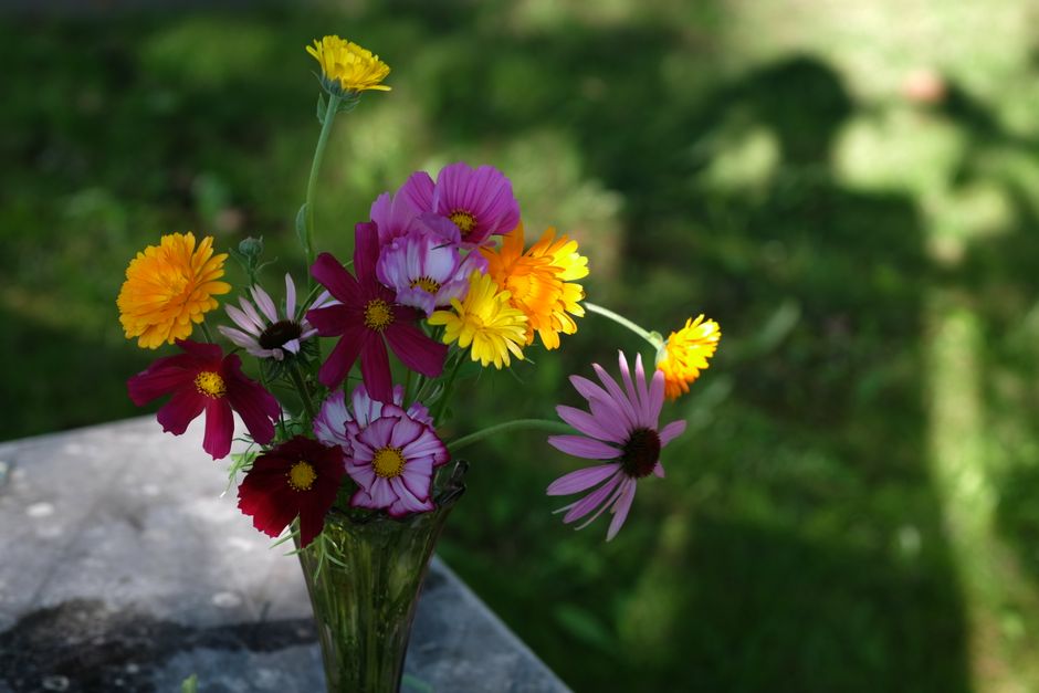 Local summer bloomers enlivening a personal ornamental garden.