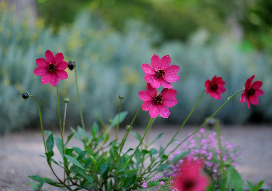 Variety of local summer bloomers in the garden.