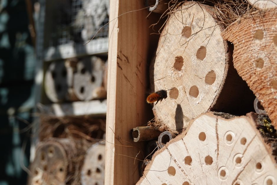 Backyard insect hotel attracting butterflies and ladybugs. Backyard insect hotel attracting butterflies and ladybugs.