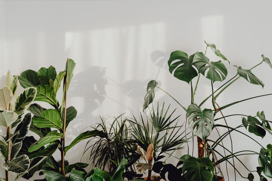Monstera plant op een houten tafel.