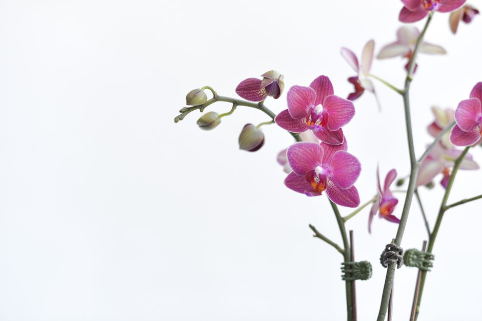 Abstract orchid painting with rich, exotic colors.