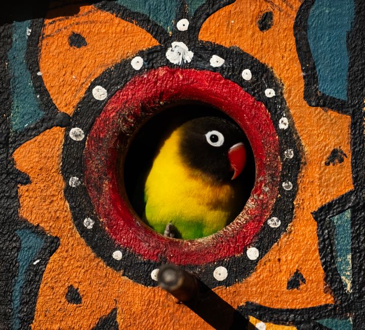 Whimsical parrot artwork adds bright kitchen hues.